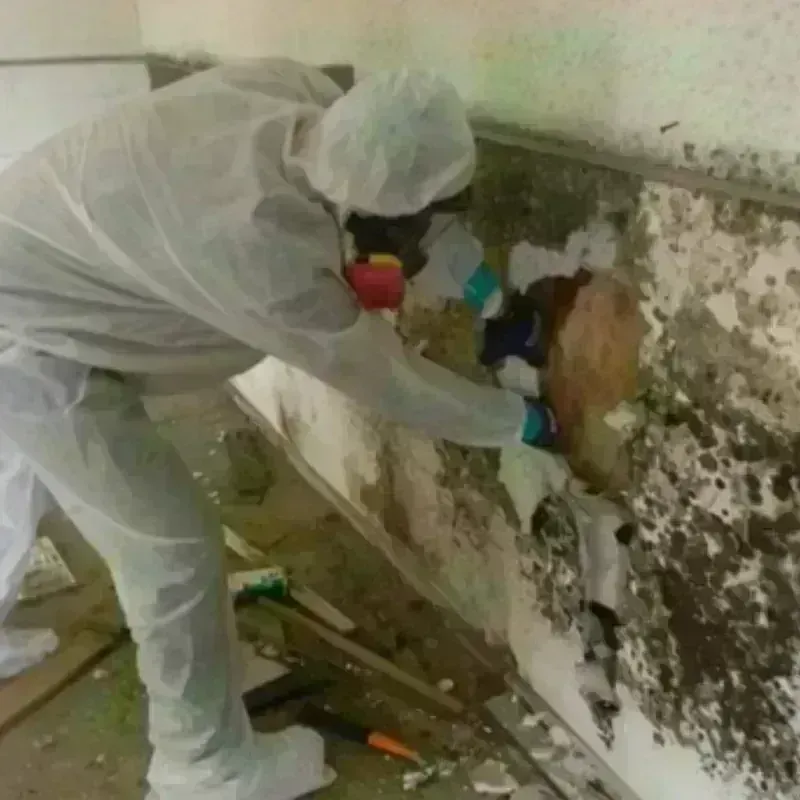 Mold Remediation and Removal in North Cape May, NJ